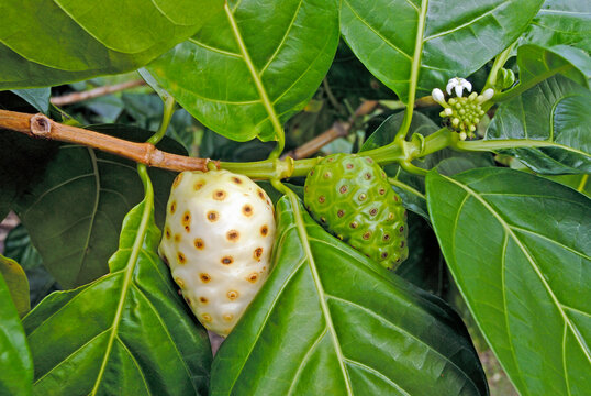 Noni fruit growing on a tree in Tahiti demonstrating its unique appearance