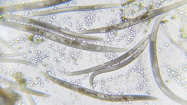 Slow-moving nematode roundworms with internal eggs in a dirty water drop under 100x brightfield microscopy magnification