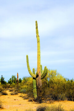 Old Saguaro Cactus Sonora desert Arizona
