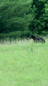 Super Cute Black Bear Family Standing Up the Running TOgether