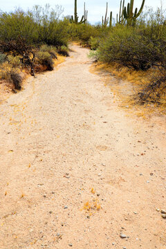 Arizona Desert Arroyo