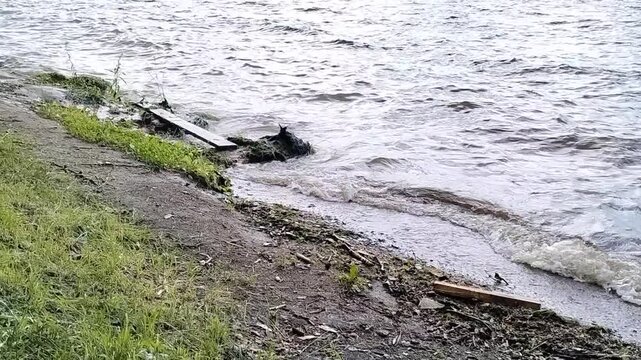 Gentle waves lapping against a muddy and grassy lake shoreline on a windy day, showcasing natural water movement and coastal erosion concept