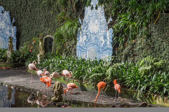 Flamingos gather near water in a garden with greenery in Madeira during daytime