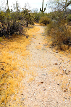 Arizona Desert Arroyo