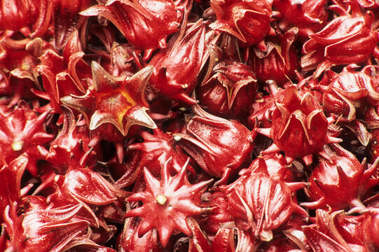 Fresh roselle for sale in a market in Thailand, showcasing its vibrant red color and unique shape