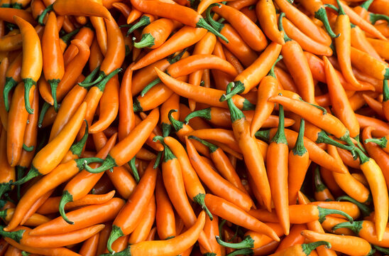 Fresh orange chili peppers from Thailand showcase their vibrant color in a local market setting in Southeast Asia during harvest season