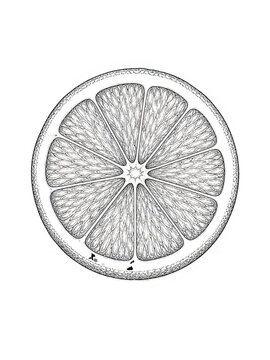 Detailed citrus fruit slice isolated on transparent background. High-resolution lemon cross-section with intricate white pith and segmented texture.