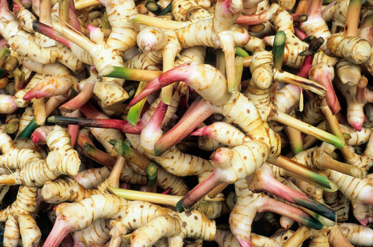 Galangal rhizome displayed at market in Bangkok, offering fresh produce for local shoppers in the vibrant market scene