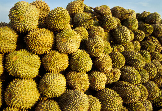 Durian fruits stacked in a market in Thailand during the day