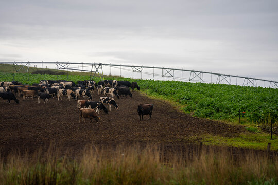 Dairy cattle herd grazing a lush brassica forage crop under a center pivot irrigator