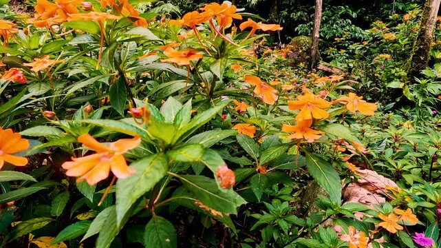 Orange Tropical Flowers Blooming in Ecuador Cloud Forest, Green Rainforest Understory, Native Plant Detail and Andean Amazon Biodiversity