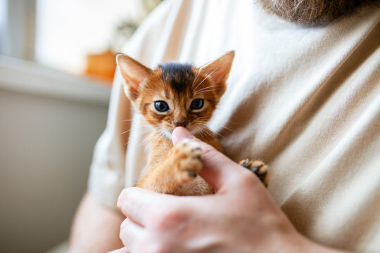 Cute Abyssinian kitten in man's hands. Tiny kitten gently biting or sniffing human finger, playful interaction between pet and its owner.  Tenderness, care and heartwarming joy of raising small pet.