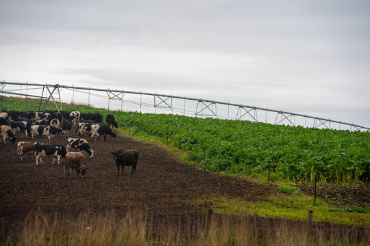 Dairy cattle herd grazing a lush brassica forage crop under a center pivot irrigator