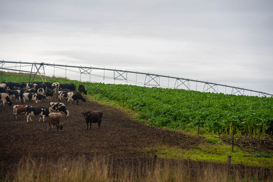 Dairy cattle herd grazing a lush brassica forage crop under a center pivot irrigator