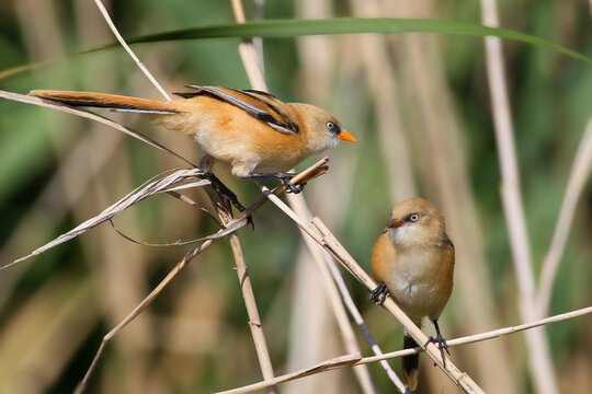 Two young Bearded Reedlings [Panurus biarmicus] perched on dry reed branches in a swamp area.