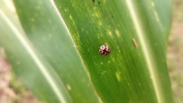 Close up eye level view of a small spotted ladybug insect crawling slowly on a green leaf surface under natural lighting.