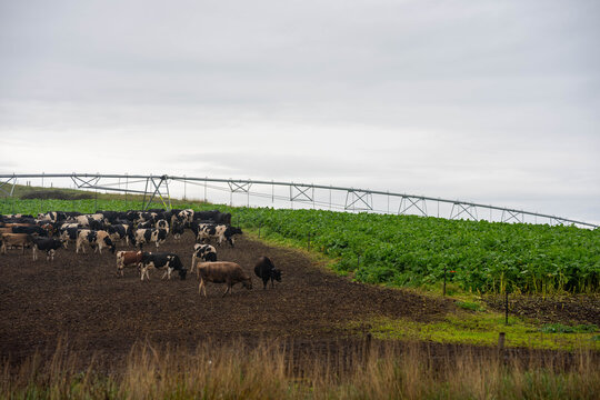 Dairy cattle herd grazing a lush brassica forage crop under a center pivot irrigator