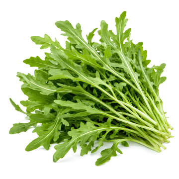 Bunch of fresh green arugula leaves for healthy salad