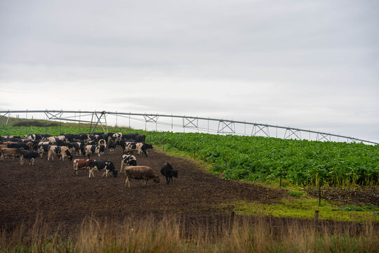 Dairy cattle herd grazing a lush brassica forage crop under a center pivot irrigator