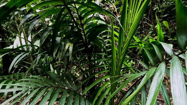 Dense Tropical Palm Leaves in Ecuador Rainforest, Green Jungle Foliage, Natural Texture, Amazon Biodiversity and Botanical Background