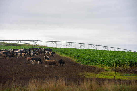 Dairy cattle herd grazing a lush brassica forage crop under a center pivot irrigator