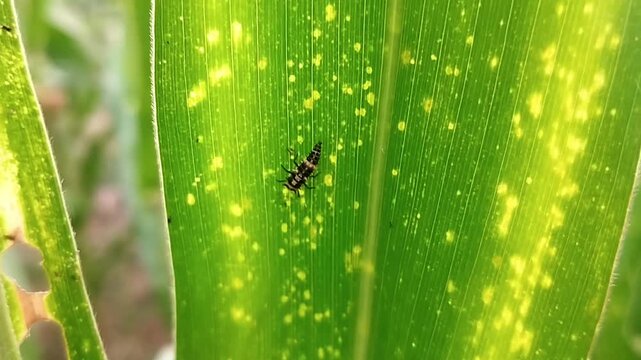 Close up eye level view of a black and yellow striped beetle crawling on a green leaf blade under bright sunlight.