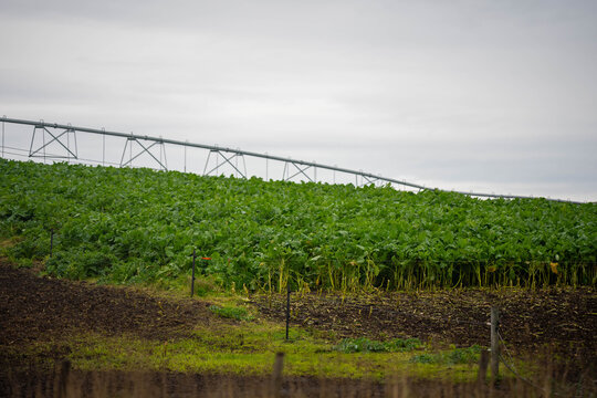 Lush green brassica forage crop growing under a center pivot irrigator on a Tasmanian farm