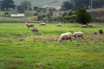 Fototapeta premium Flock of shorn sheep grazing in a green pasture paddock on an Australian countryside farm
