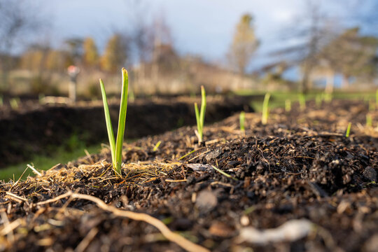 Young garlic crop seedlings sprouting from rich organic soil in a rowed farm market garden