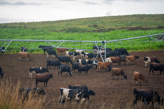 Dairy cattle herd grazing a lush brassica forage crop under a center pivot irrigator
