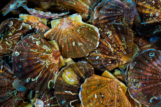 Scallops displayed in a seafood market in France highlighting fresh marine life from local waters