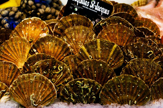 Scallops displayed at a market in France with shells open and fresh on ice for sale to customers