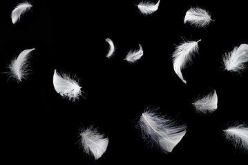 White feather isolated on a black background. © Nikolay