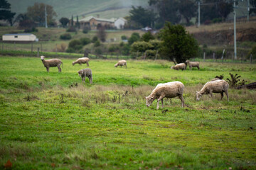 Fototapeta premium Flock of shorn sheep grazing in a green pasture paddock on an Australian countryside farm