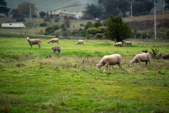 Flock of shorn sheep grazing in a green pasture paddock on an Australian countryside farm