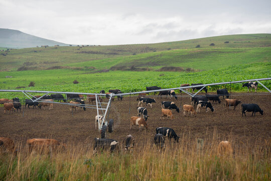 Dairy cattle herd grazing a lush brassica forage crop under a center pivot irrigator