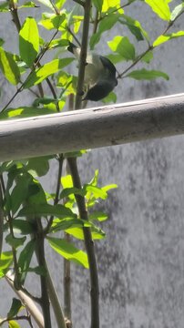 ​Female scarlet-backed flowerpecker on pomegranate branch eating or collecting nesti