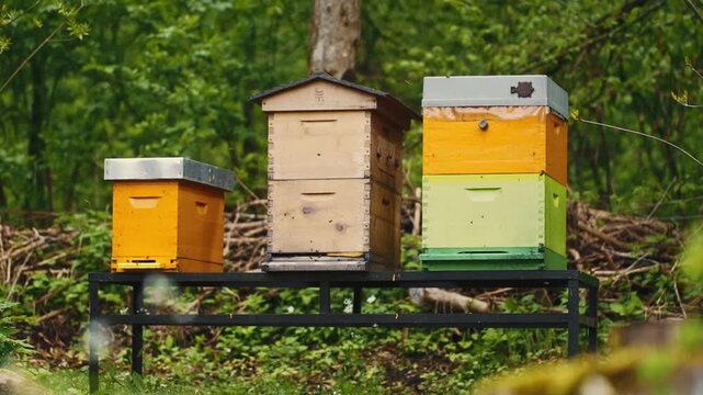 Cinematic close-up footage of honey bees working around traditional wooden beehives. Detailed macro shots capture bees collecting pollen, entering and leaving the hive.