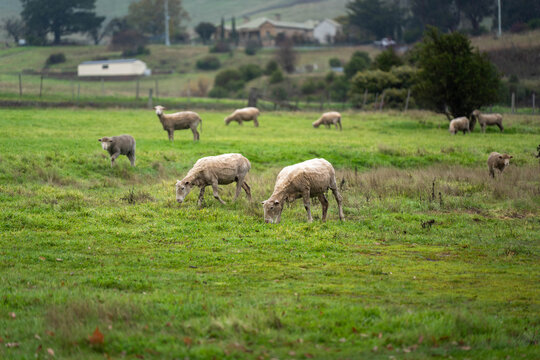 Flock of shorn sheep grazing in a green pasture paddock on an Australian countryside farm