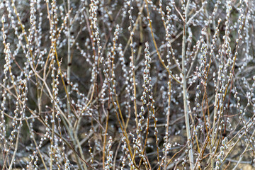 Pussy willow branches with fluffy buds blooming in early spring © Stanislav