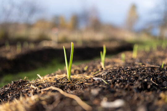 Young garlic crop seedlings sprouting from rich organic soil in a rowed farm market garden