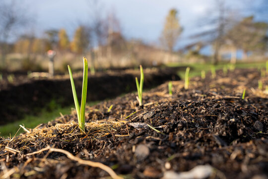 Young garlic crop seedlings sprouting from rich organic soil in a rowed farm market garden