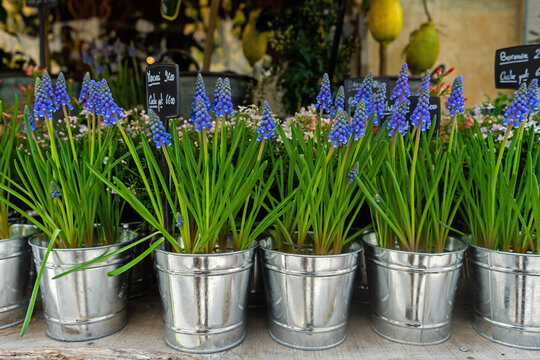 Blue muscari flowers in metal pots displayed at a market in France during spring season showcasing vibrant colors