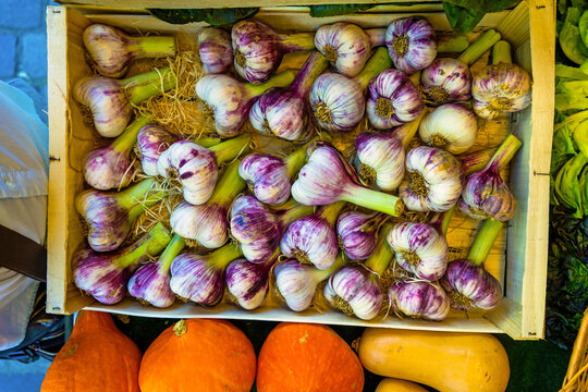 Fresh garlic is displayed in a wooden crate with green stems and purple skins, showcasing the harvest from France