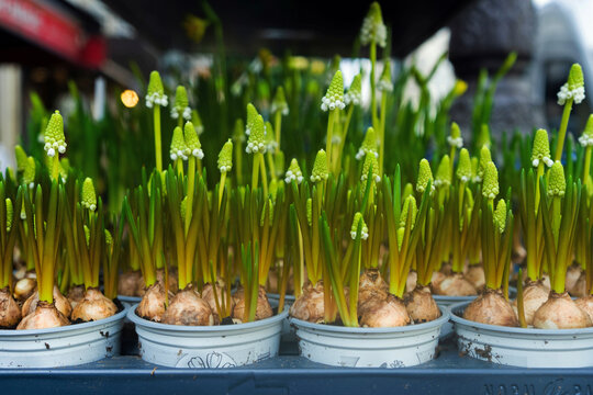 White muscari blooms grow in pots in a garden center in springtime in France