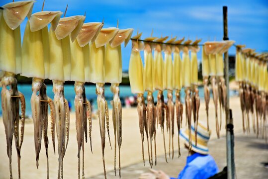 Fresh squids are being dried in the sun along the shore at Hamdeok Beach in Jeju Island, South Korea during the day