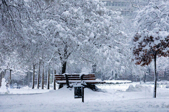 Trees covered in snow inside park
