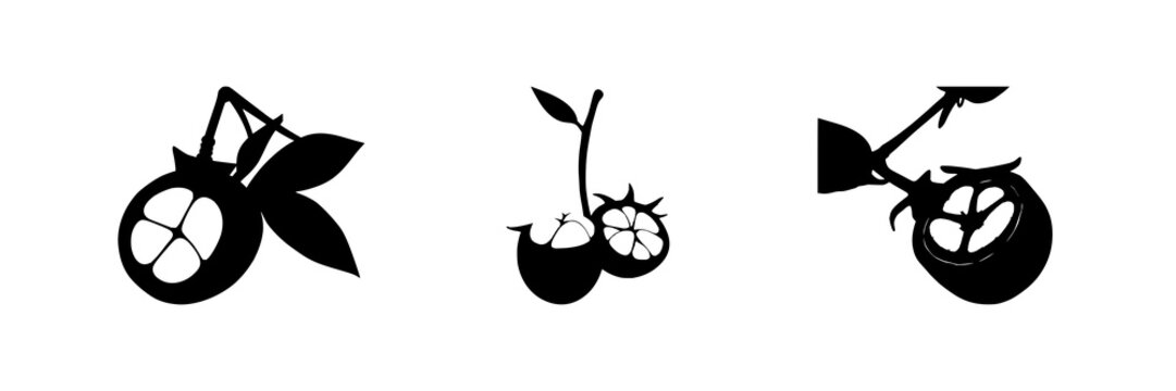 Mangosteen cross-section set with solid black silhouette on white background featuring laboratory-grown, exotic, future food with vector illustration and design