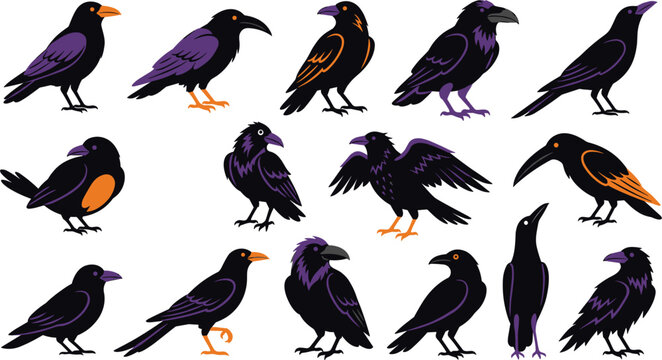 Set of black crows and ravens, cartoon birds in different poses, vector illustration