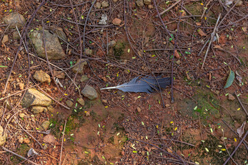 Bird feather under the dirty soil © AndreLuisLeme
